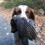 Bird dog presenting retrieved ruffed grouse.