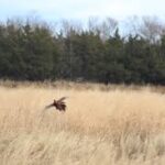 Pheasant taking flight out of grassy field.