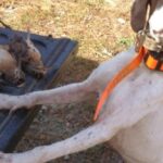 Bird dog with front feet on tailgate with woodcock.