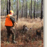 Bird hunter and bird dog about to flush bobwhite quail.