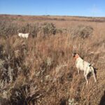 Bird dogs on point in Oklahoma cover.