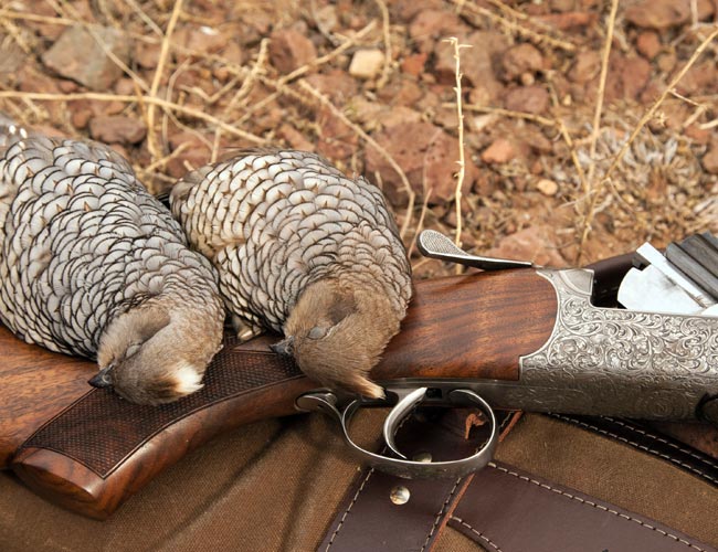 West Texas Quail Outfitters - Bird Country Resorts