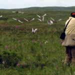 A flock of ptarmigan flush in front of a bird hunter.