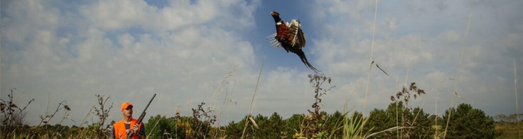 Rooster pheasant flushes in front of bird hunter.