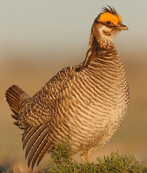 Male Prairie Chicken