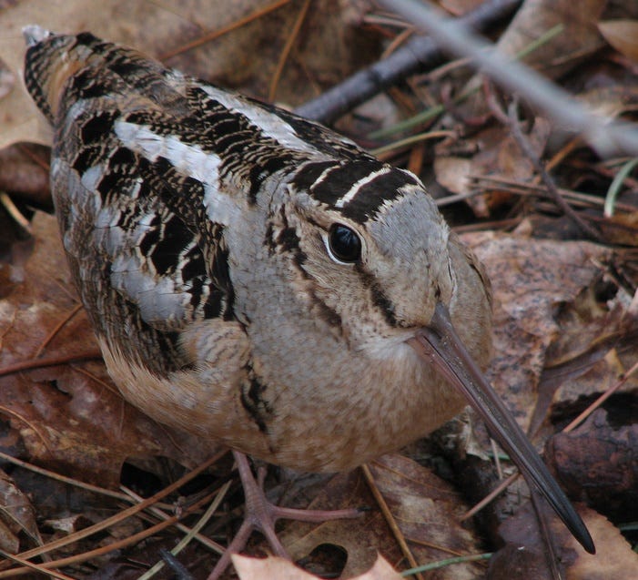 A Woodcock on a forest floor