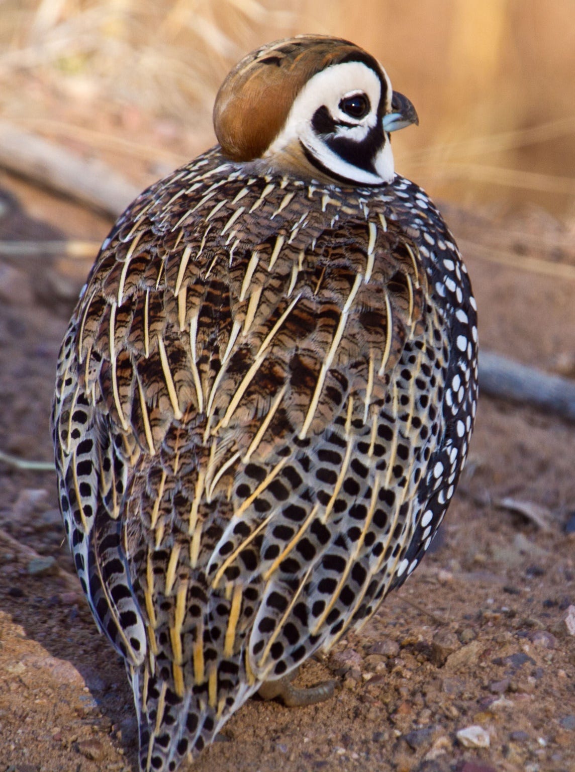 Mearns Quail view of coloration on its back