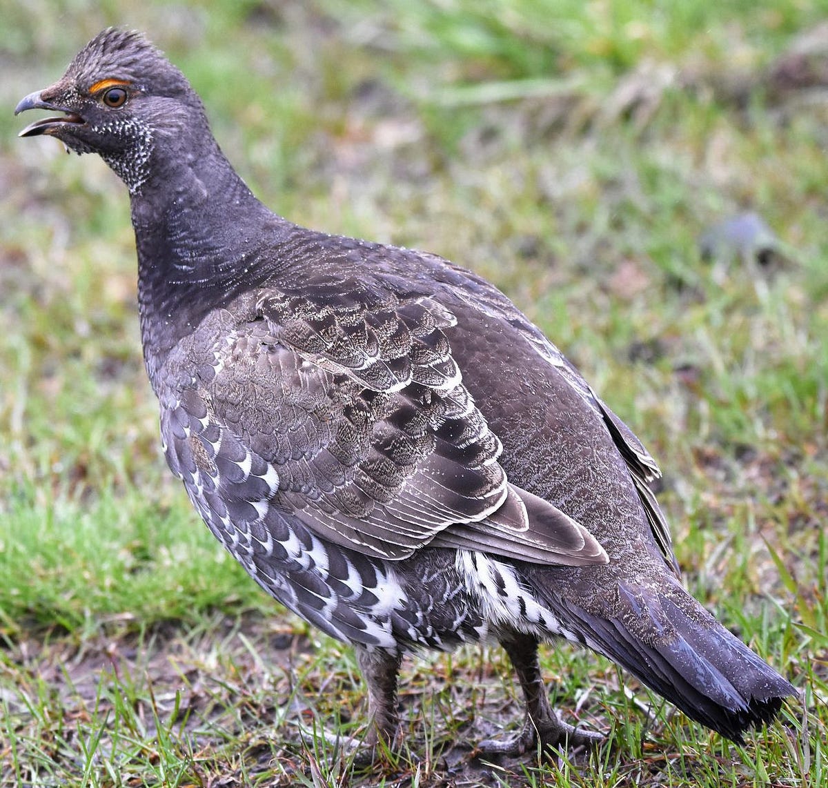 Blue Grouse on the ground