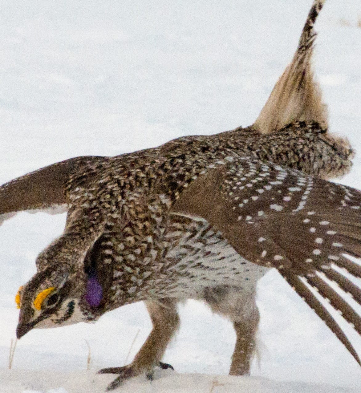 A dancing male Sharp-tailed Grouse