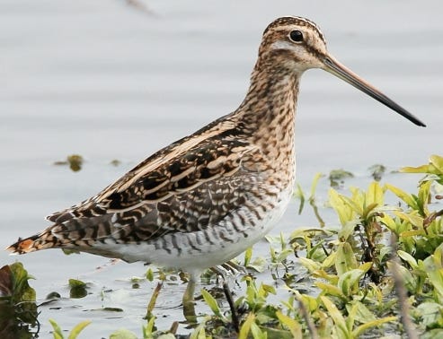 A Snipe at the water’s edge