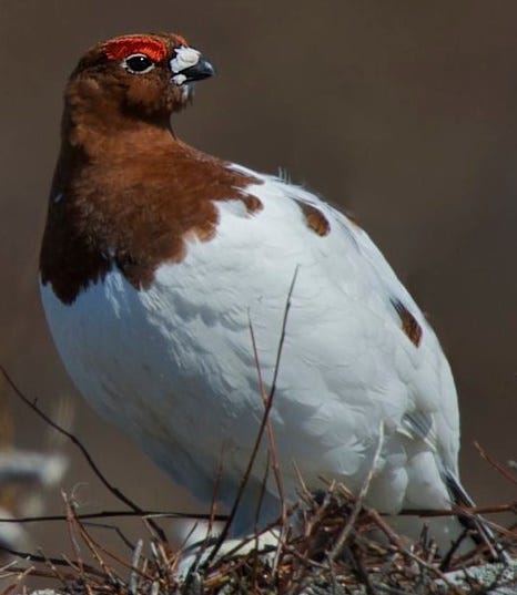 A brow and white Ptarmigan in brush