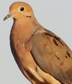 Close up of a Mourning Dove