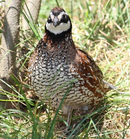 Bobwhite quail standing in grass