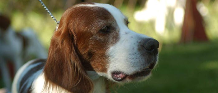 An Irish red and white setter