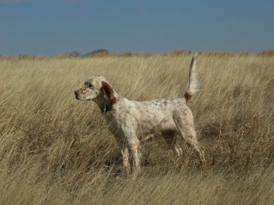 English setter on point.