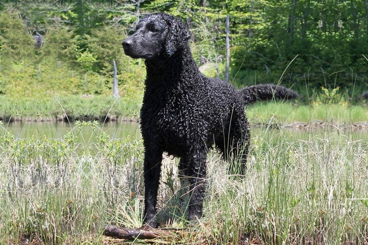 Curly coated retriever standing next to pond.
