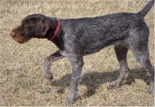 German wirehaired pointer on point.