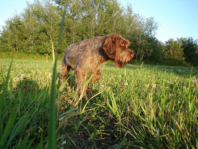 Wirehaired pointing griffon on point in field.