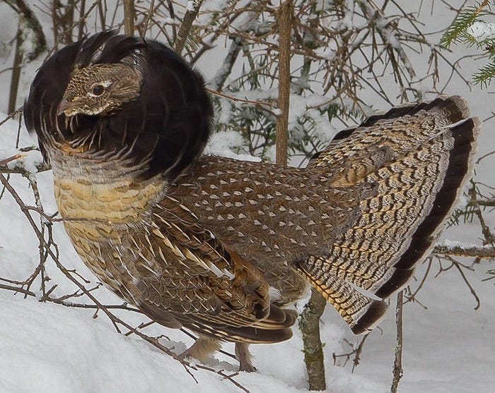 A ruffed grouse in the snow.