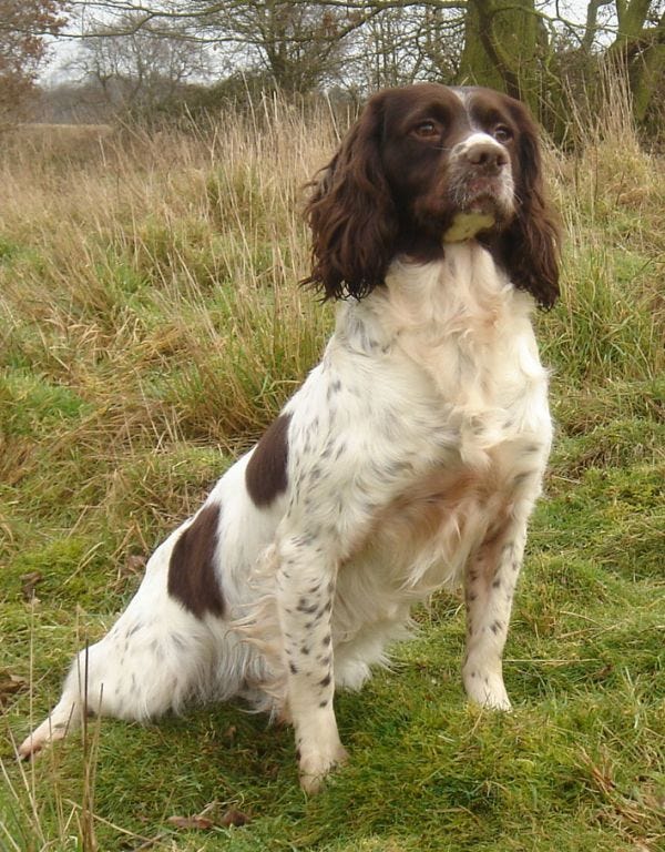 English springer spaniel waiting for a command.