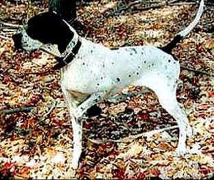 English pointer on point in woods.