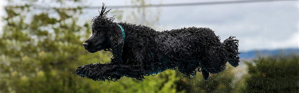 Wet Irish water spaniel jumping.