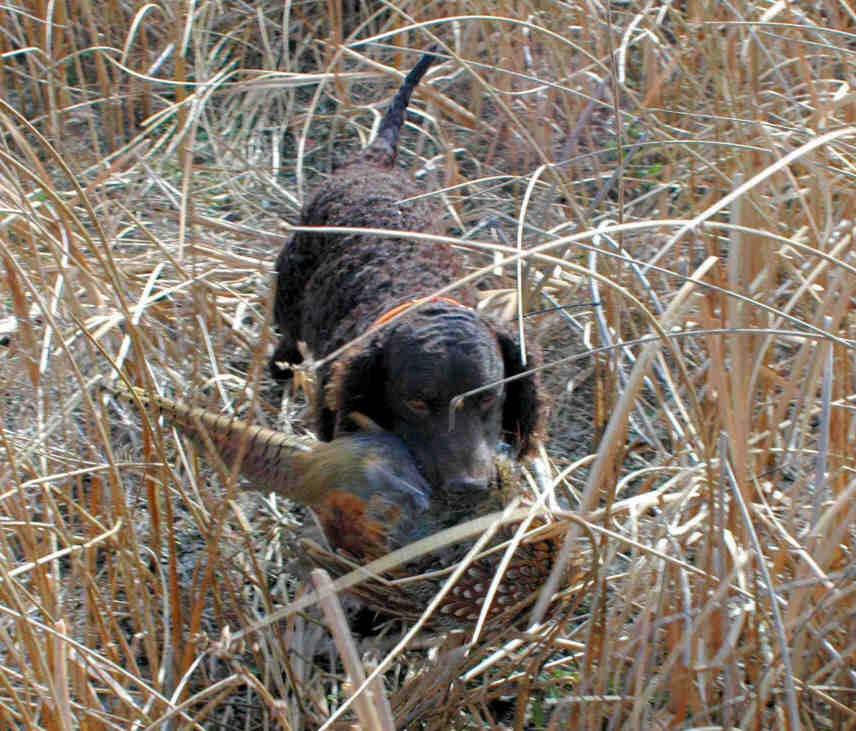 American water spaniel retrieving a pheasant.