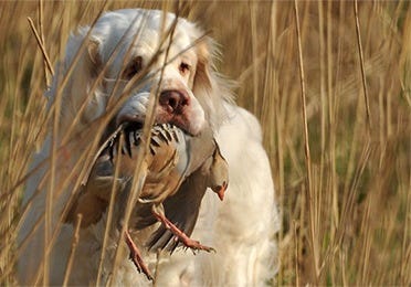 Clumber spaniel holding a harvested chukar in its mouth.