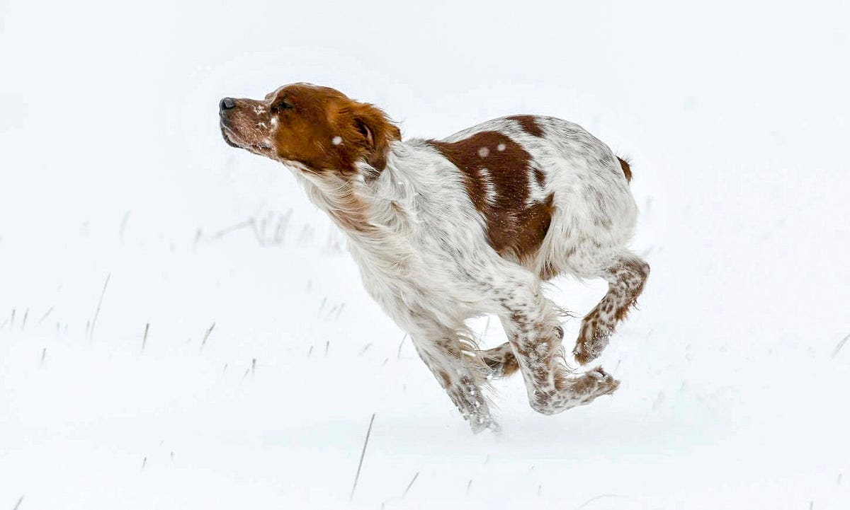 French Brittany running in snow.