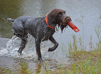 Bohemian wirehaired pointing griffon stepping out of lake retrieving an orange bumper.