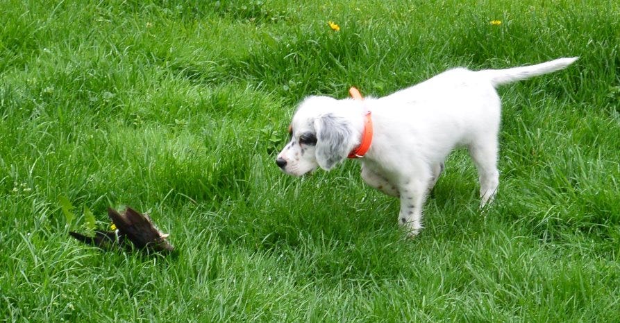 An 8-week old English setter points a wing