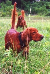 Two Irish Red Setters, one pointing and another backing.