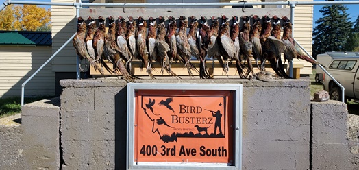 Row of harvested rooster pheasants in front of lodge.